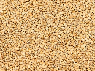 Pšenica zrno 25kg