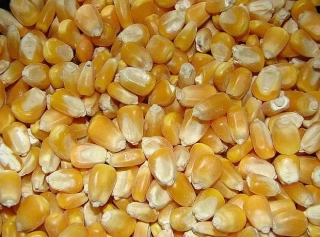 Kukurica zrno 25kg