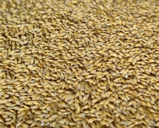 Jačmeň - 25 kg