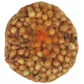 Cibuľa sadzačka Štutgart 500g 10-21mm